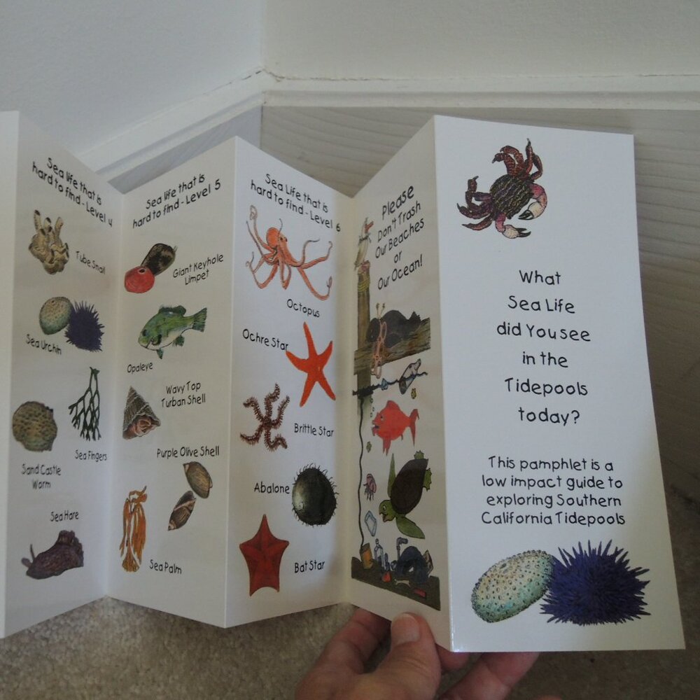 Tide Pool Marine Life Guide - California Sea Creature Identification Chart NEW